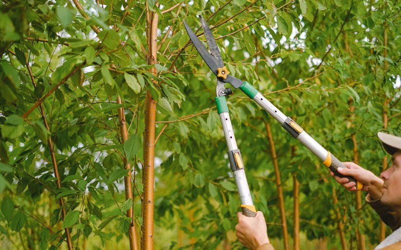 Tree trimming in Elma, IA